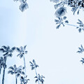 Desert Palm Trees Palm Springs 0457-301