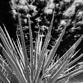 Joshua Tree National Park California 5672-300