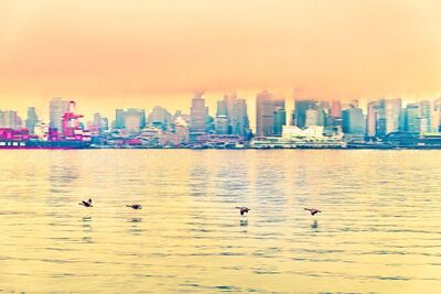 Four Canadian Geese Vancouver Canada North Shore 0318103POD